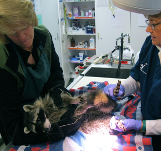 Wildlife being attended to by a vet.