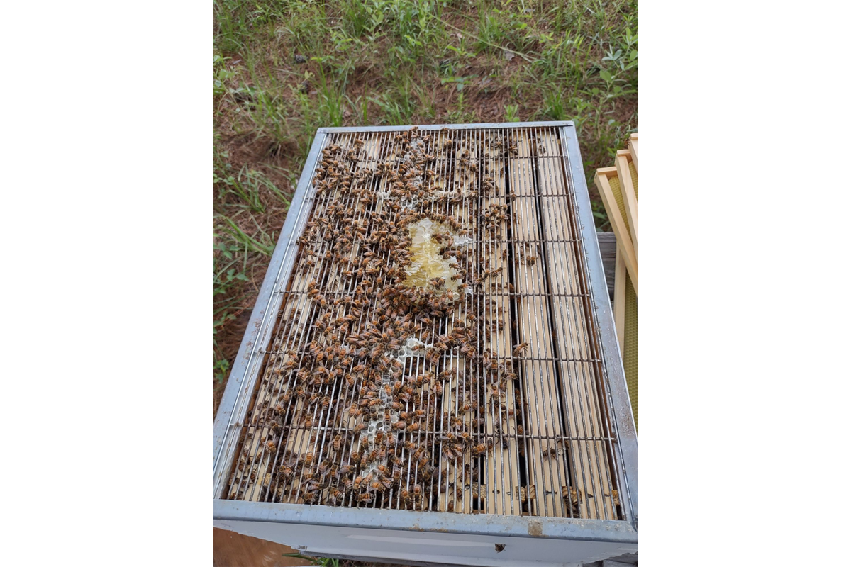 busy bees