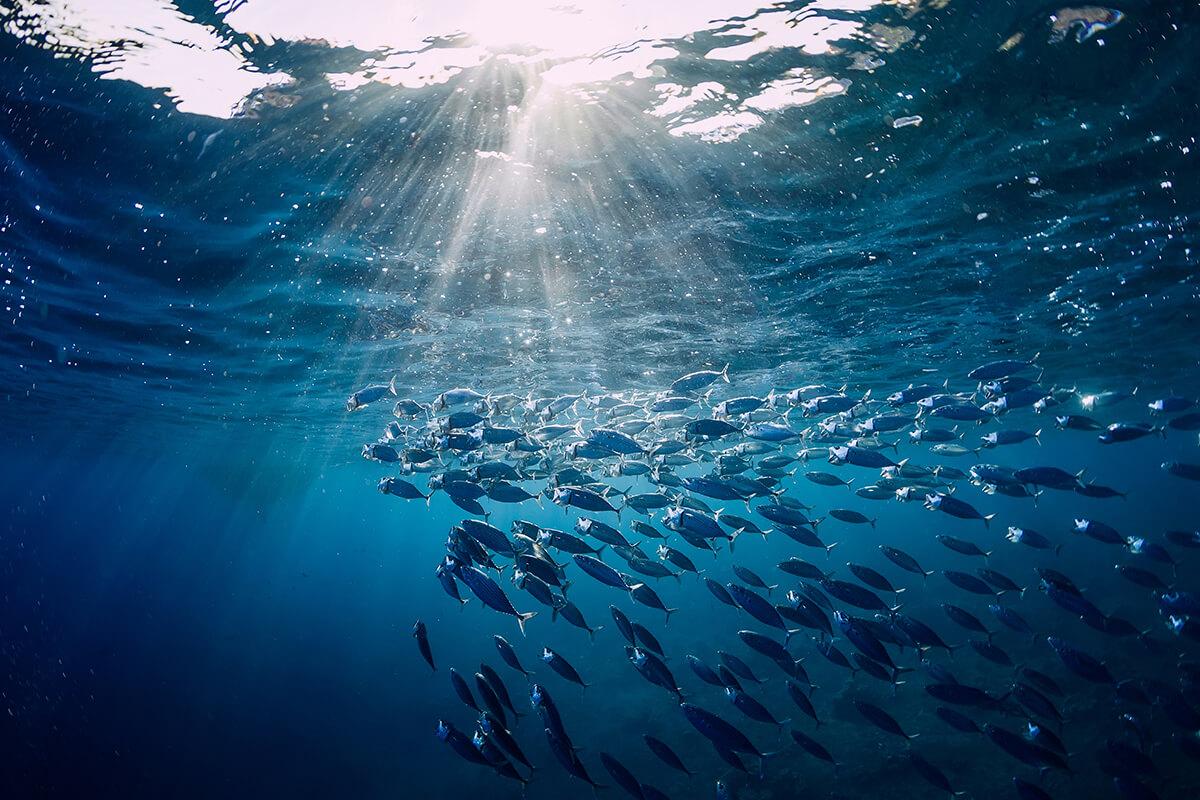 underwater view of a school of fish