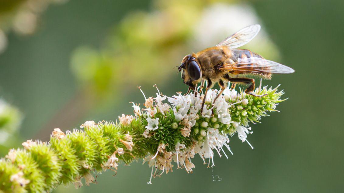 bee on a flower