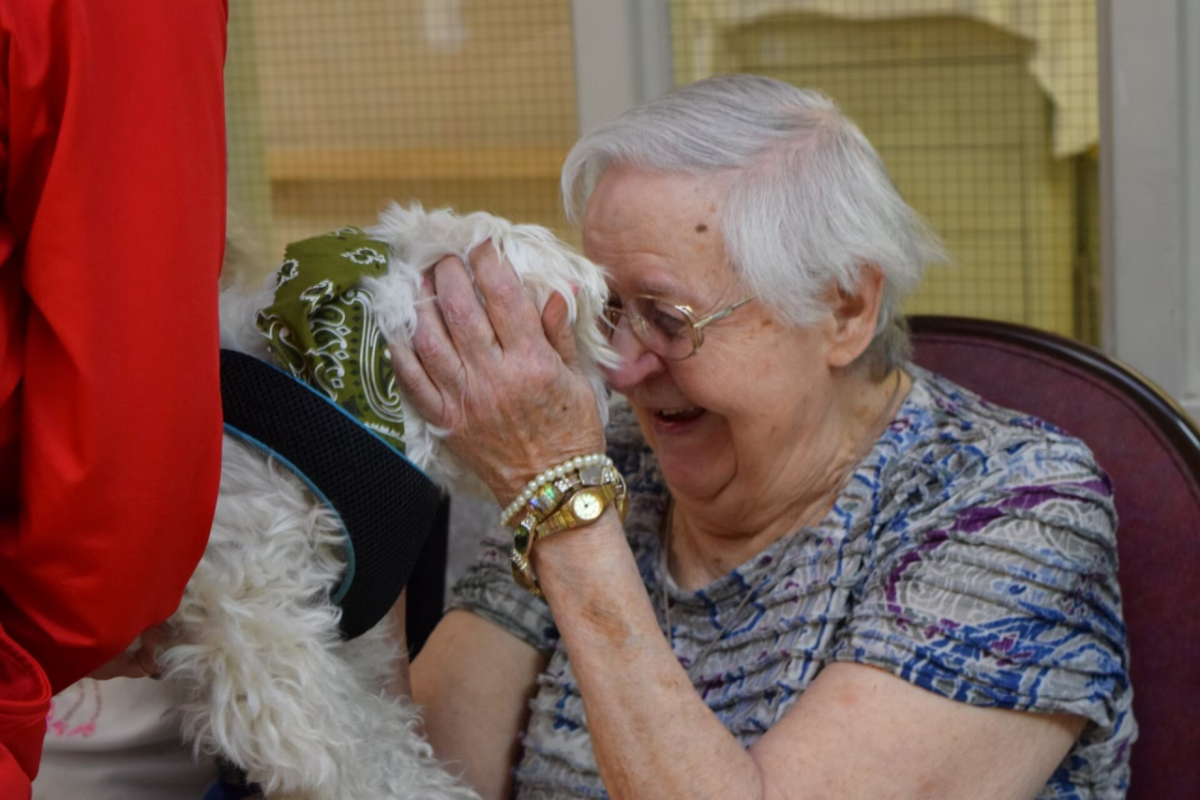 A person petting a dog