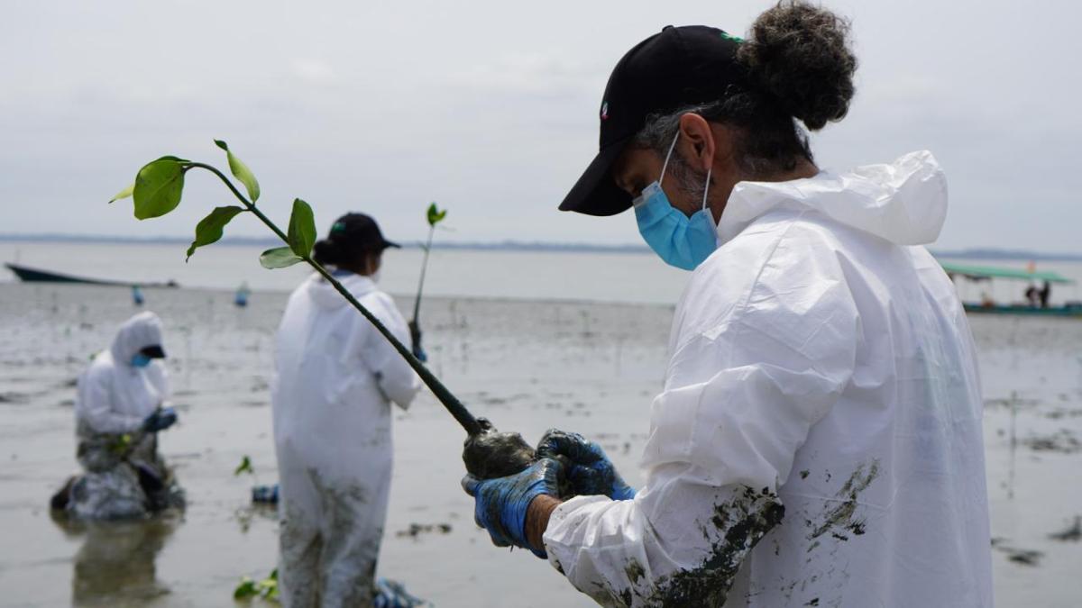 DP World volunteers plant mangrove seedlings along the Ecuadorian coastline to support biodiversity and coastal resilience near Posorja.