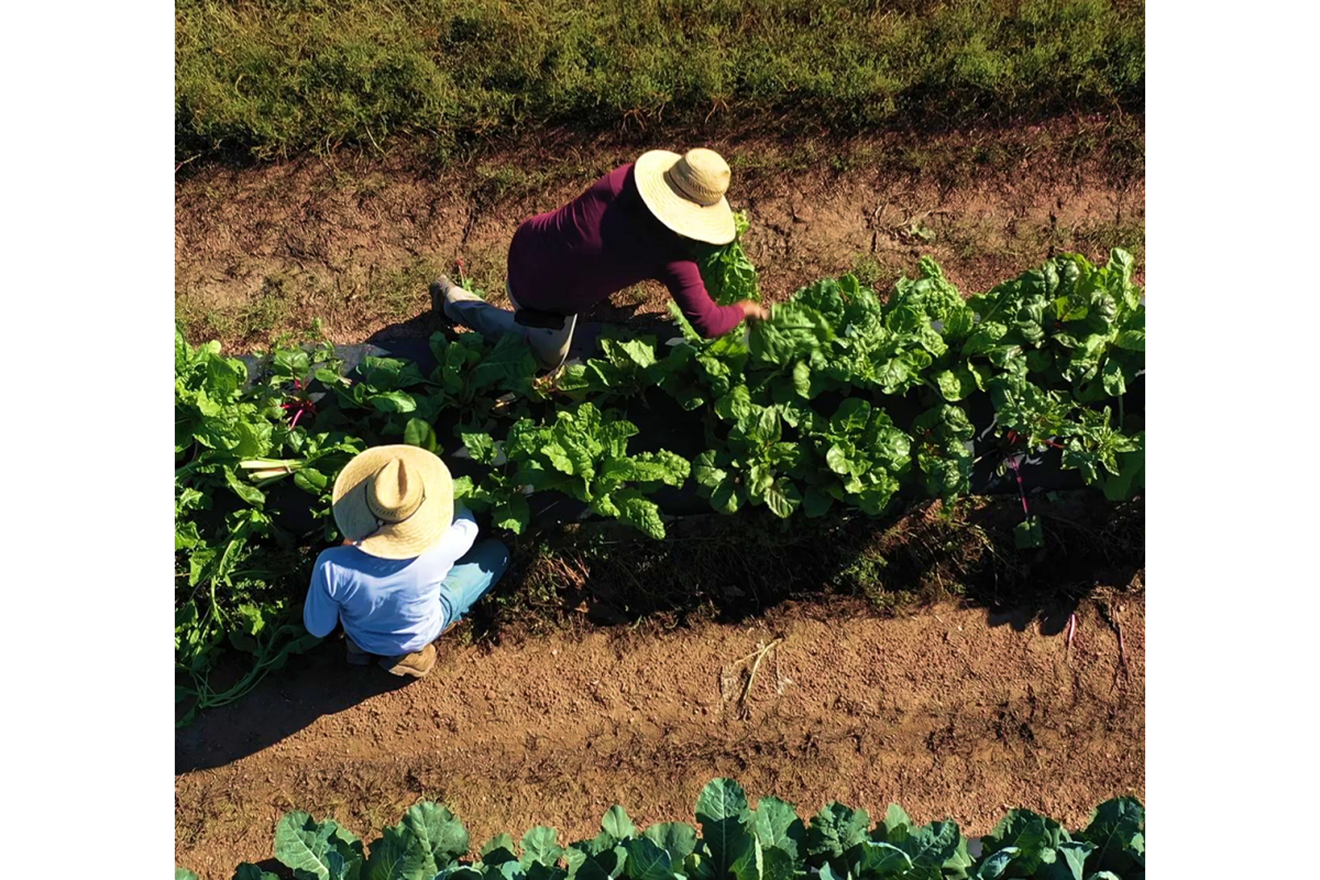 aerial view of people tending to rows of green crops