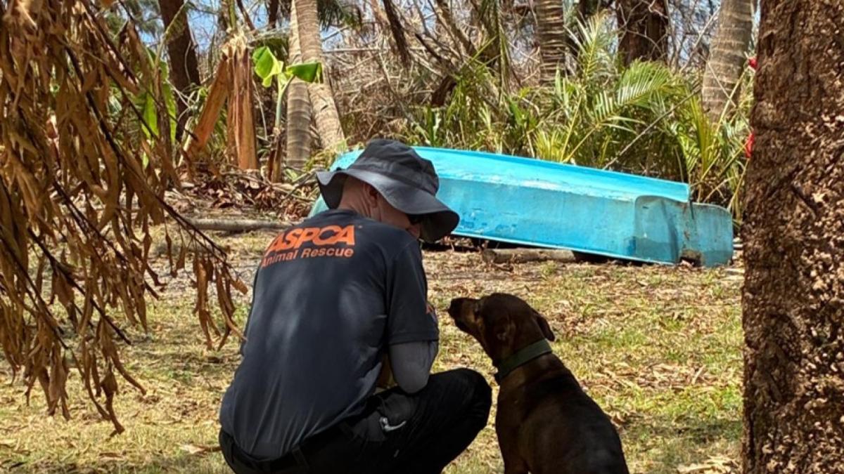 person helping a dog