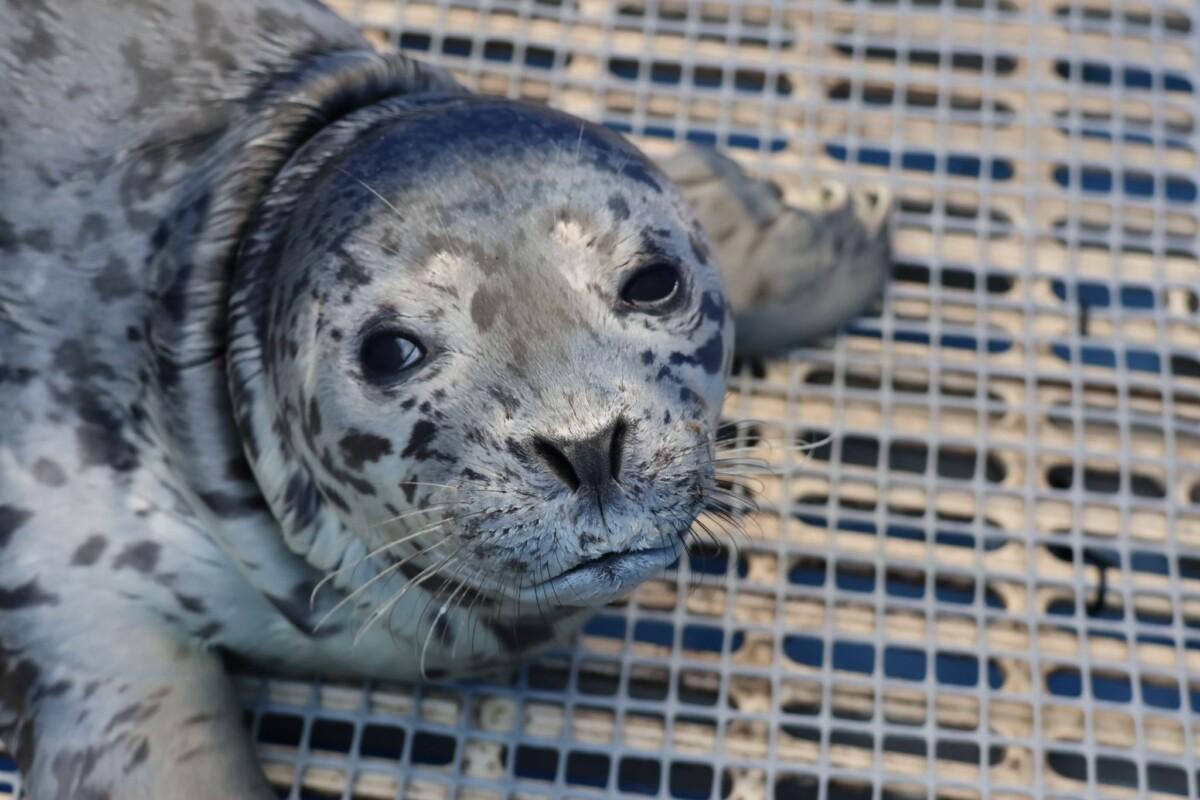 Close-up of rescued harbor seal pup DeePee during rehabilitation at the Vancouver Aquarium Marine Mammal Rescue Society in British Columbia.