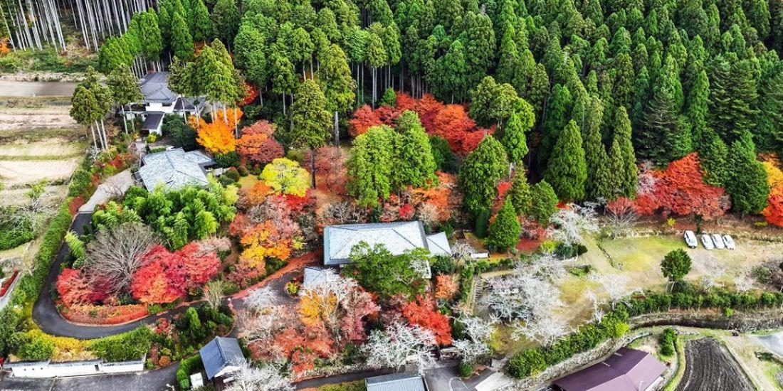 birds eye view of garden