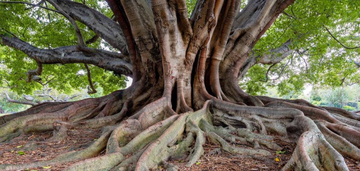 Giant tree with exposed roots
