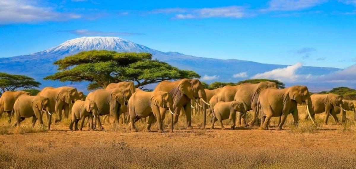 group of elephants walking across a plain