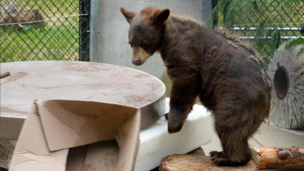 Montana the bear cub