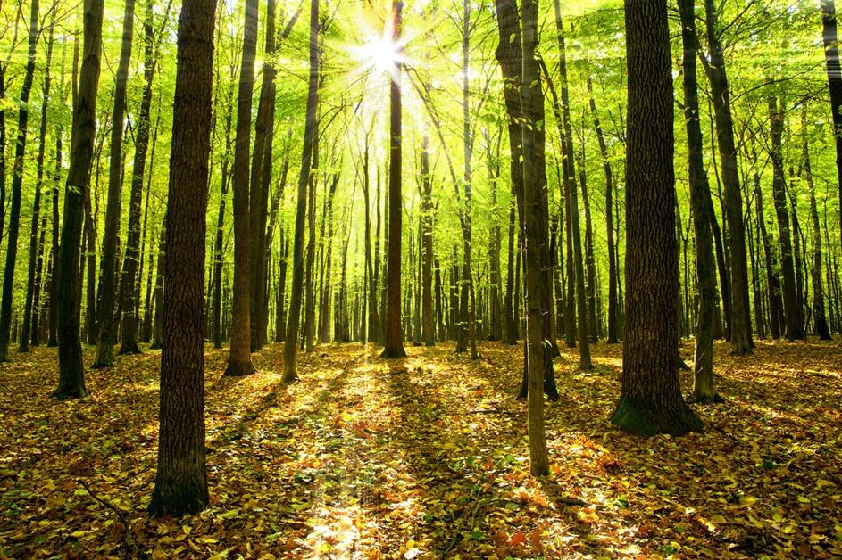 Sun shining through trees in a forest