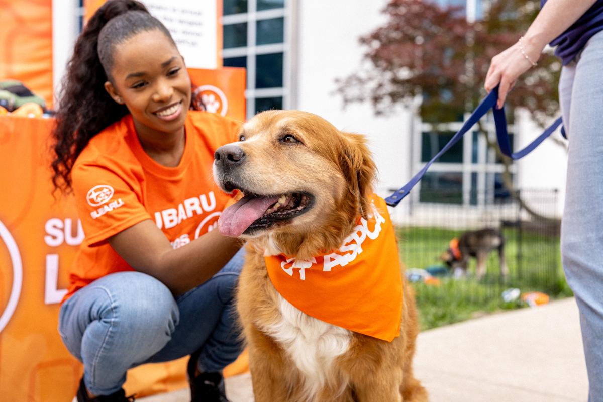 person petting a dog