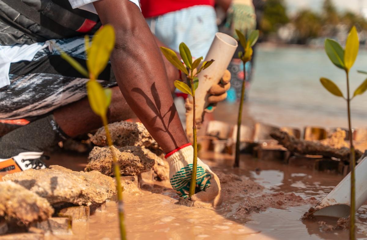 A volunteer plants a mangrove seedling in the reef lagoon in Boca Chica, Dominican Republic.