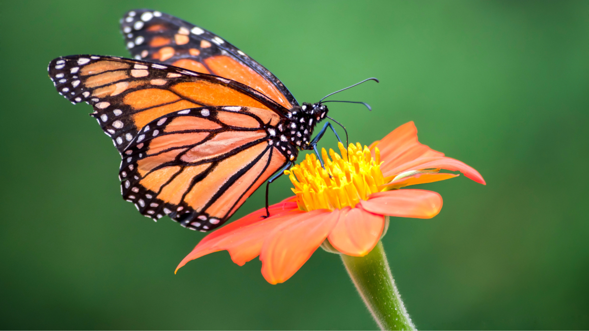 A Monarch Butterfly on a Flower