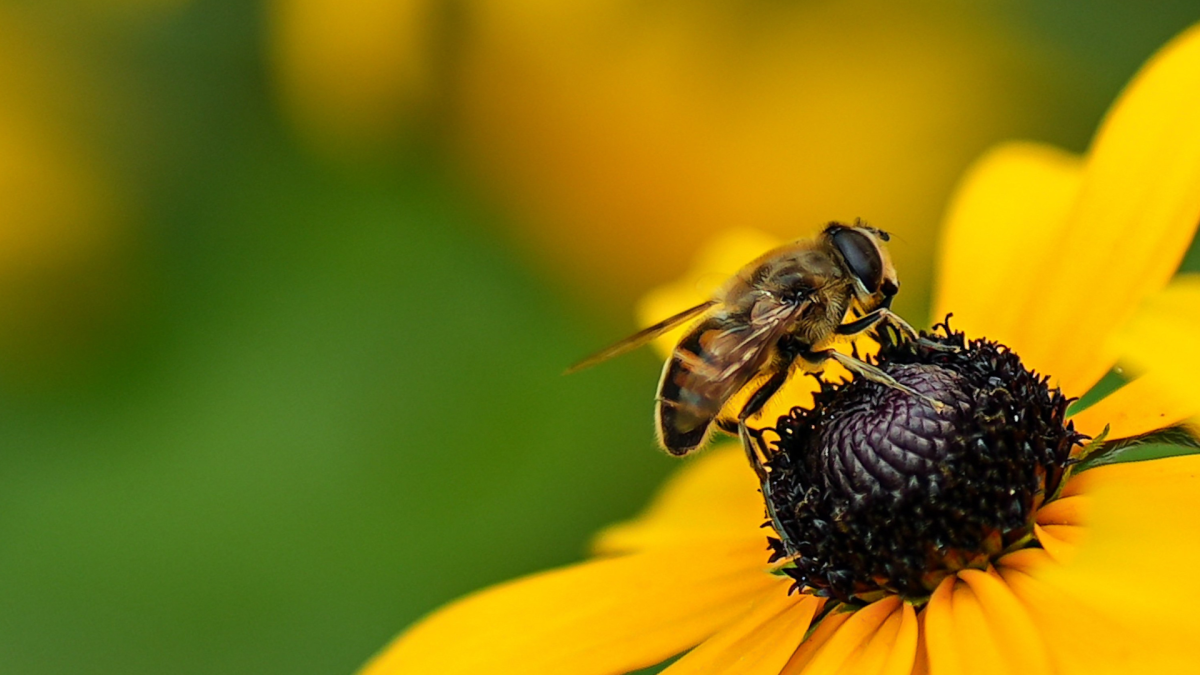 A pollinator on a flower in a pollinator meadow