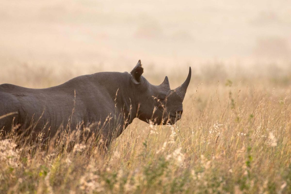 A black rhino at sunrise in Nairobi National Park, Kenya.  Enduring Earth is working in Kenya to protect and restore critical landscapes while promoting biodiversity conservation and sustainable land management practices for both people and wildlife.