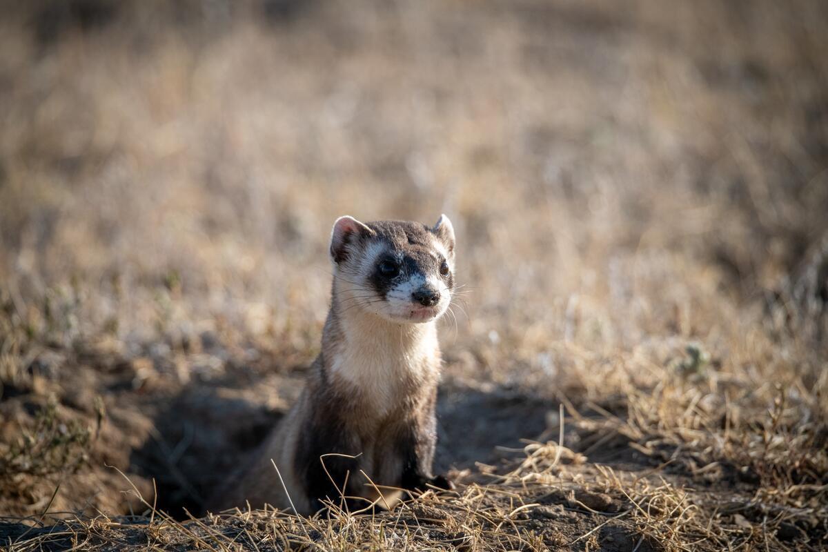 A black-footed ferret peeps out of a hole in the dirt. © WWF-US/Clay Bolt