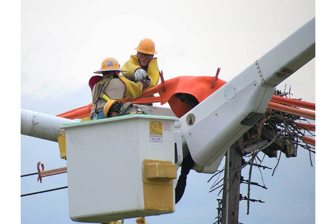PSEG technicians in a cherry picker checking on an eagles nest on a telephone pole.