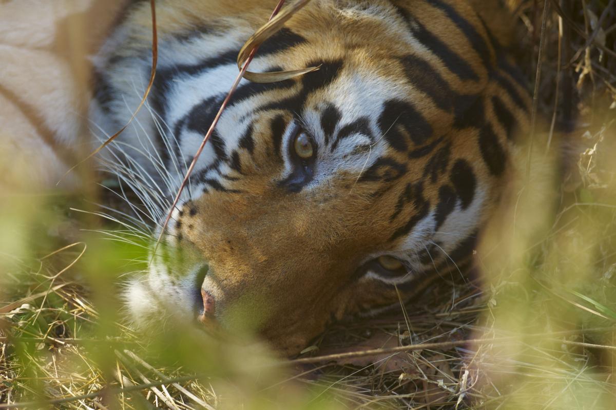 Face of a Bengal Tiger
