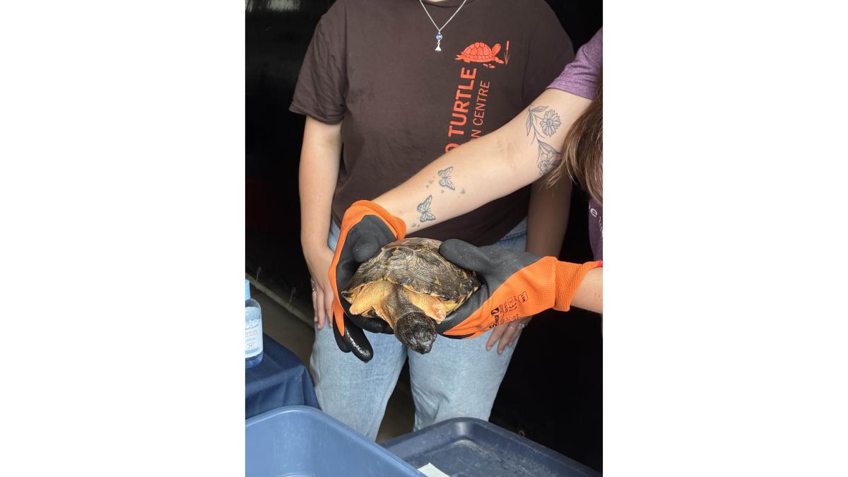 Person holding turtle