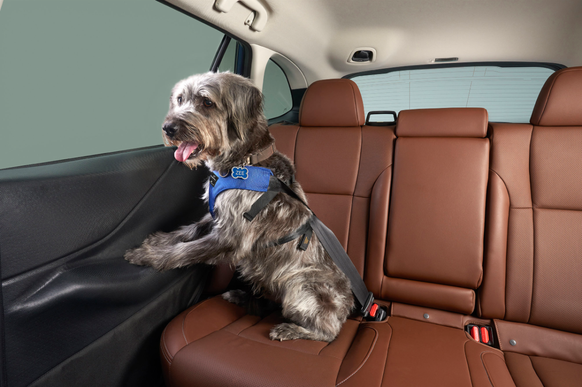 A dog in the back seat of a car, strapped in with its paws on a door protector