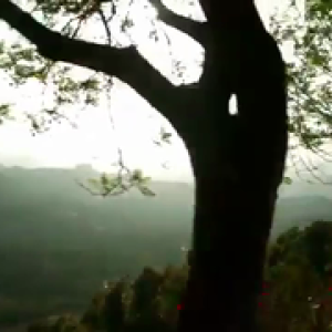 Tree shown.