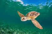 A green turtle swims over her favorite food, seagrass, in Eleuthera, Bahamas. © Shane Gross 