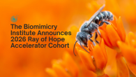 Image of a bee on a flower. A pollinator