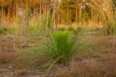 Longleaf seedling 