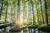 Landscape view of trees in a bog