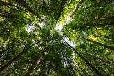 View of a treetop canopy