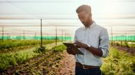Man looking at tablet in a greenhouse