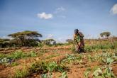Shinda Yussuf, a member of the Habsa Women Group, tends to her crops.