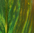 Close up of a green leaf