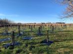 Tree planting project.