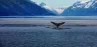 Tail of a whale shown above water. Snow capped mountains are in the background.