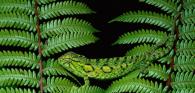 leaves with a camouflaged animal