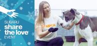 ASPCA volunteer holding her hand out to a large gray and white dog