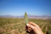 Photo of a hand holding a leaf with a field in the background
