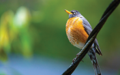 Bird perched on a wire