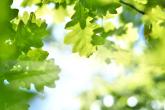 Sun filtering through oak tree leaves