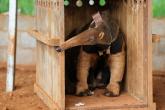 Anteater in enclosure