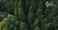 road through the forest