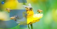 Bees on a flower