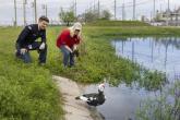 Two workers observing a duck with black, white, and red plumage