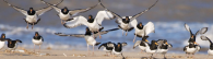 Birds in flight on a beach