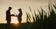 Two people in a wheat field as the sun sets