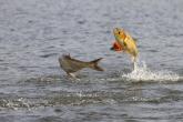 2 invasive silver carp jumping out of the water