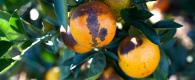 oranges showing citrus greening