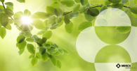 green branches