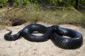 eastern indigo snake 